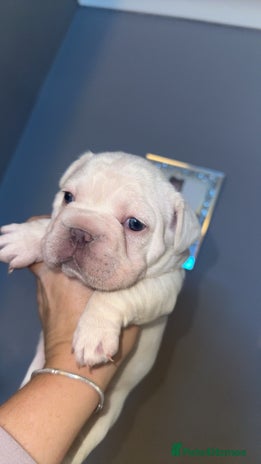 French Bulldog dogs - Advert 3