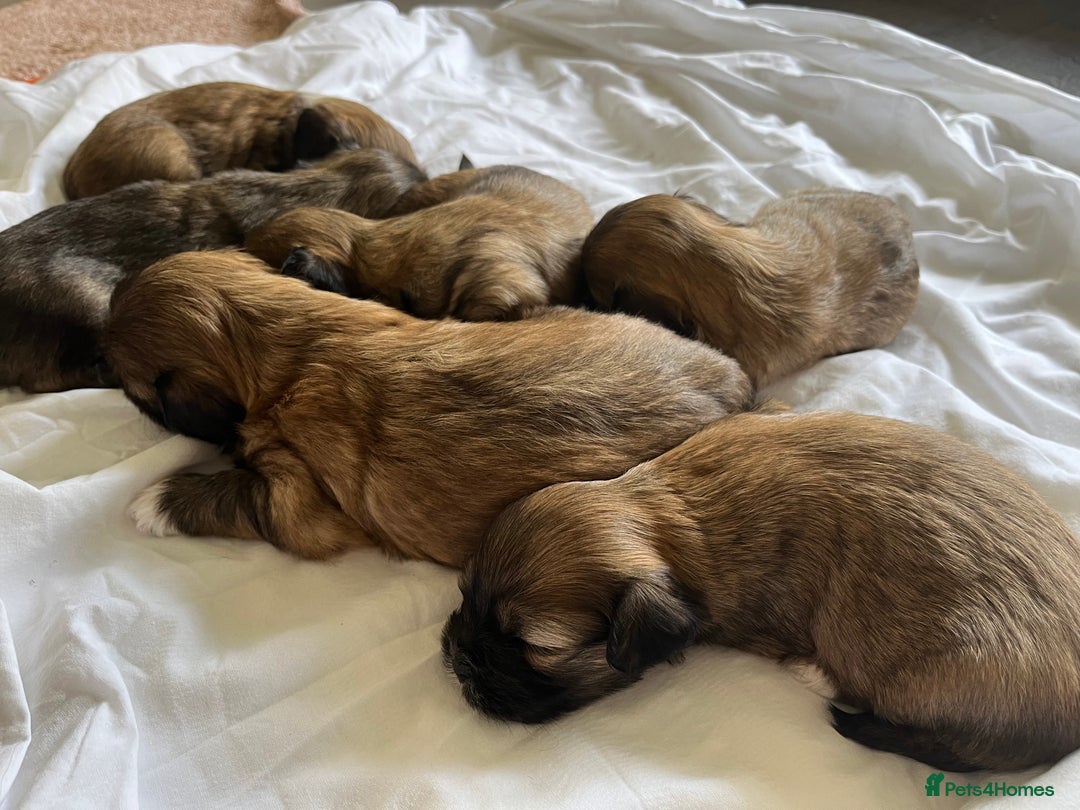 Lhasa Apso dogs for sale: Lhasa apso puppies 🐶 - Image 8