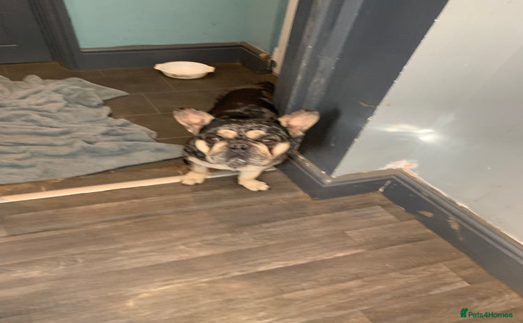 French Bulldog dogs - Advert 1