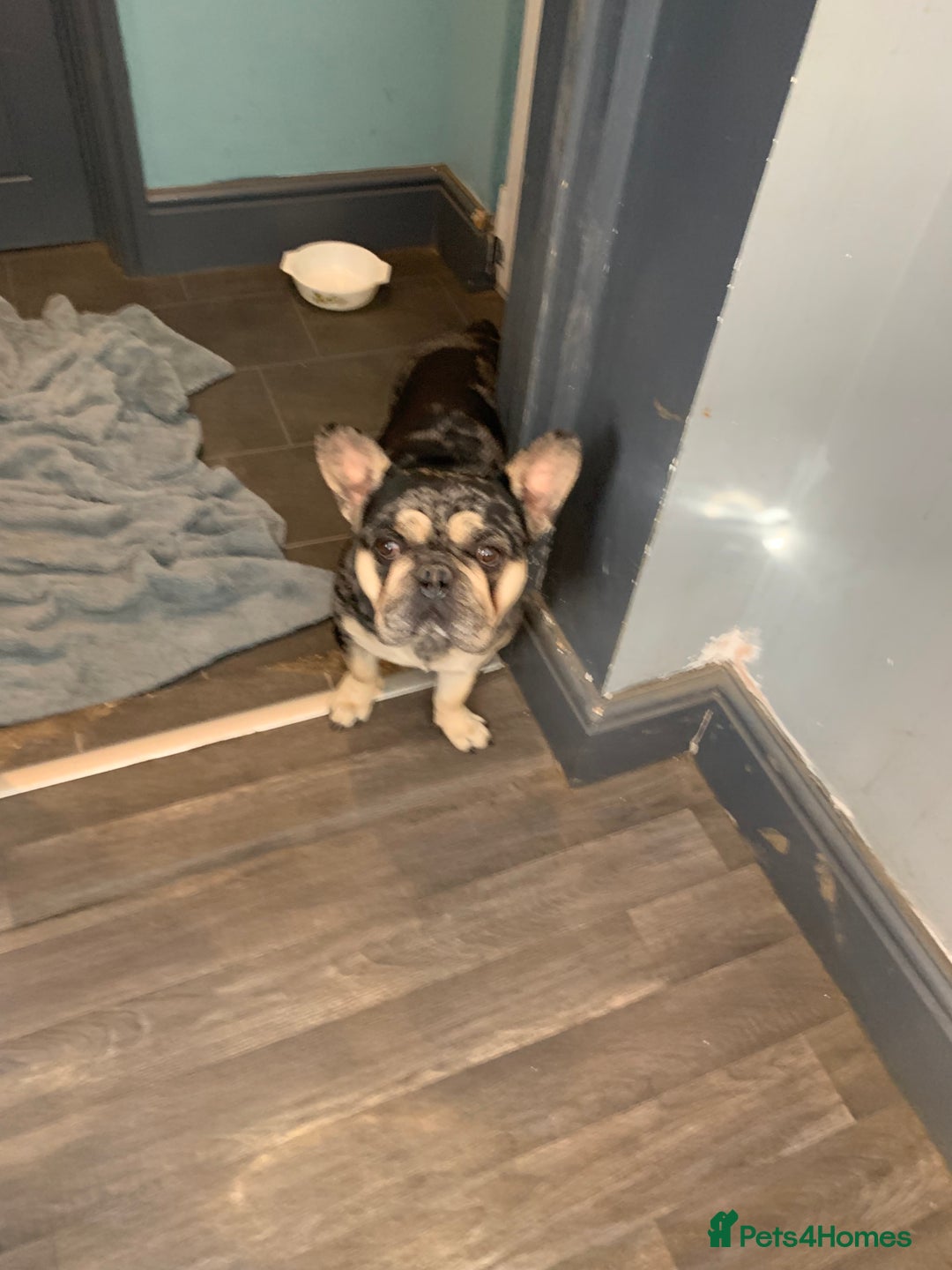 French Bulldog dogs for sale: Male French bulldog  - Image 1