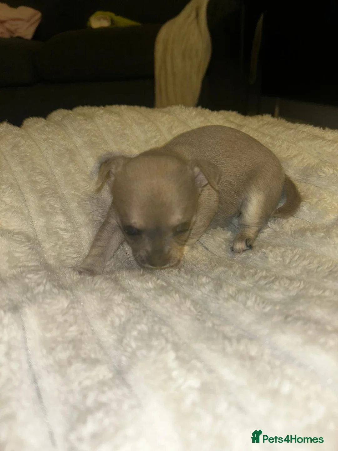 Chihuahua dogs for sale: 💛💚RefucedPEDIGREE CHIHUAHUAS💚💛 1 BOY LEFT - Advert 9