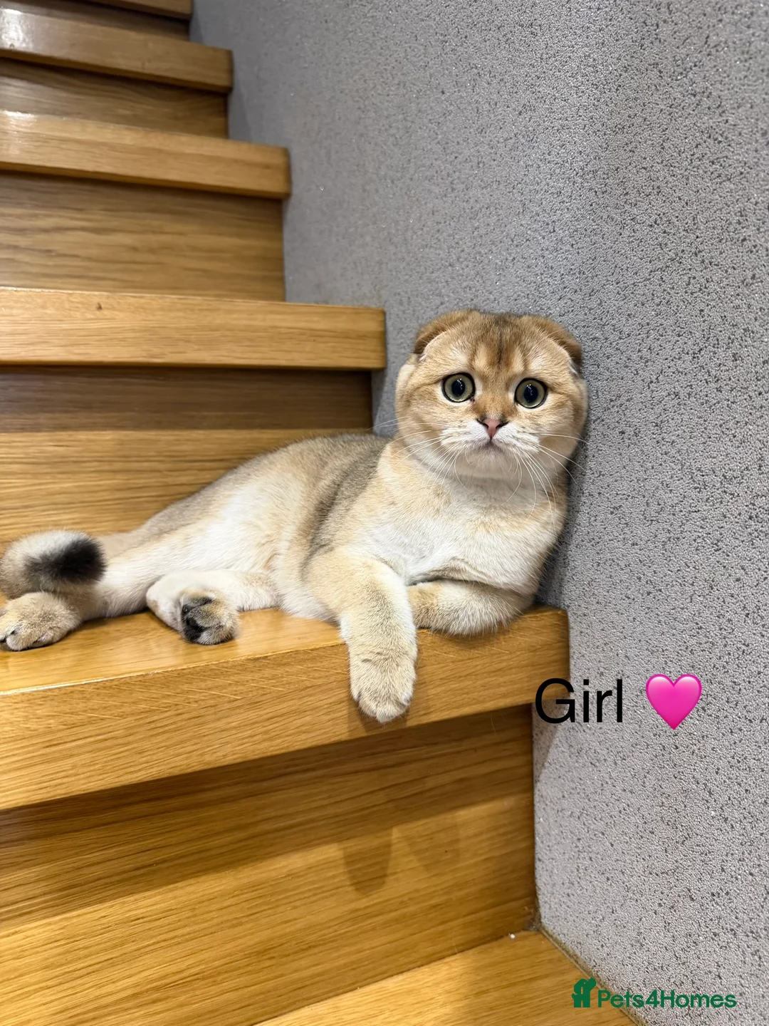 Scottish Fold cats for sale: TICA Active Golden Scottish Fold girl - Advert 1