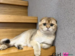 Scottish Fold cats TICA Active Golden Scottish Fold/ Straight boys - Advert 7