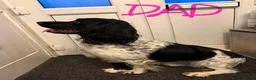 Sprocker dogs for sale: Stunning Merle & Traditional B/W Sprocker Puppies  - Advert 15