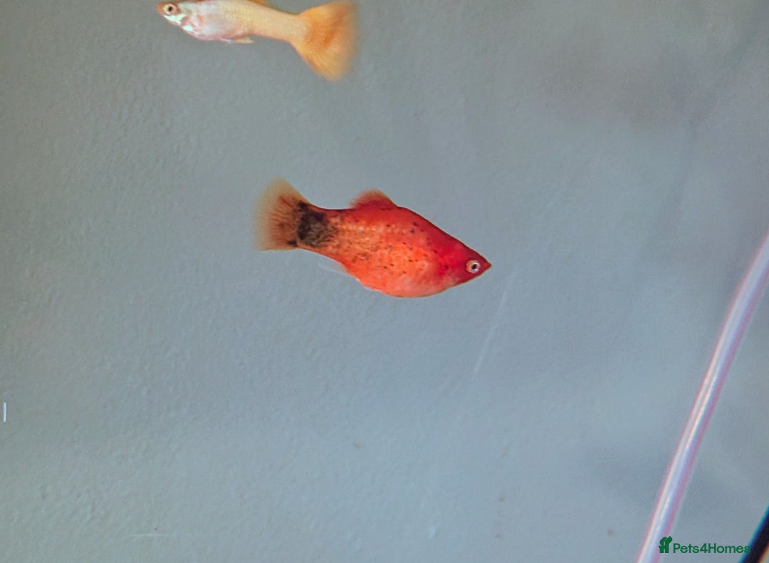 Mollies fish for sale: Orange dalmatian mollies - Image 2