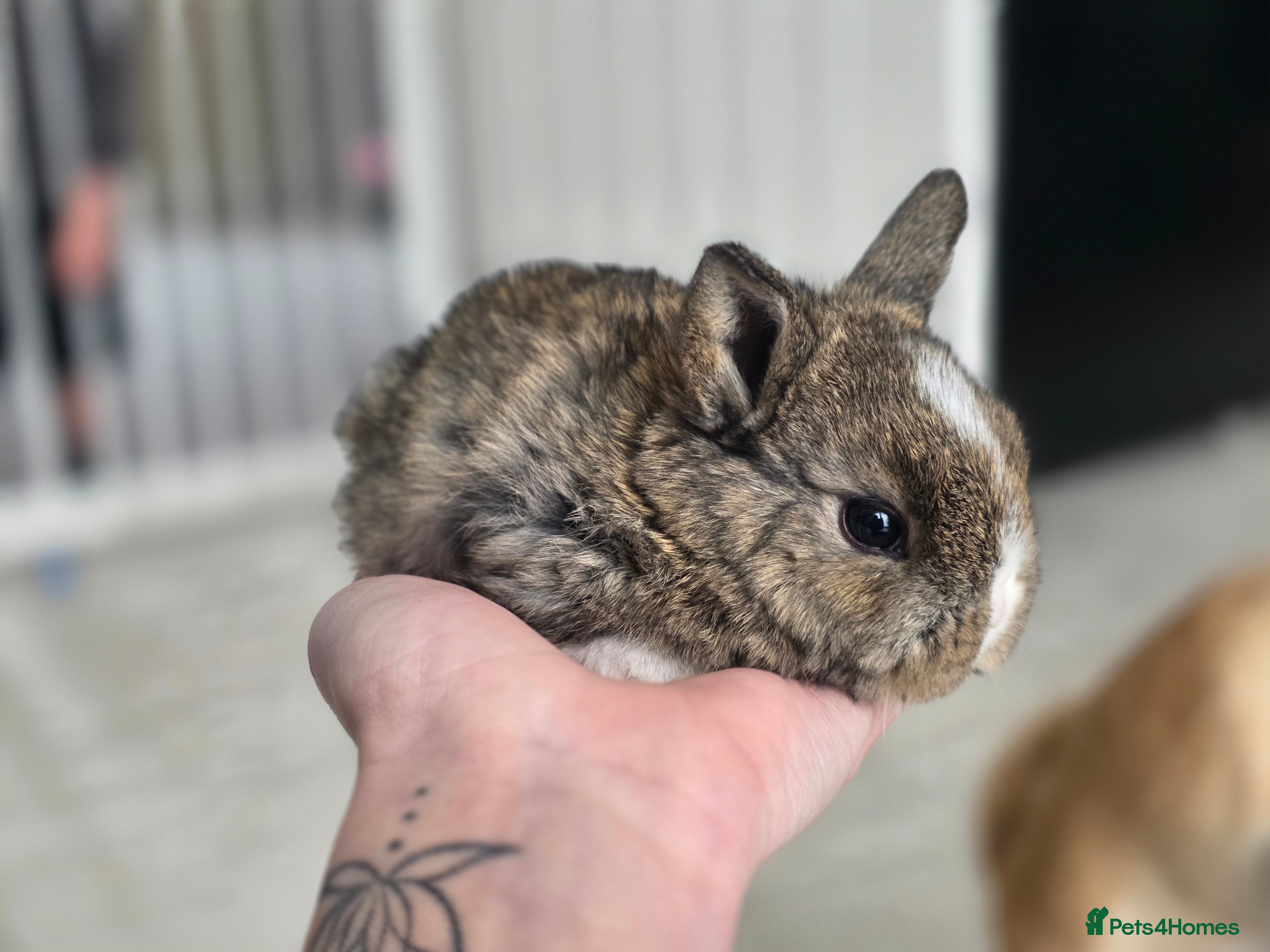 Mixed Breed rabbits Mini lop x lionhead  - Advert 13