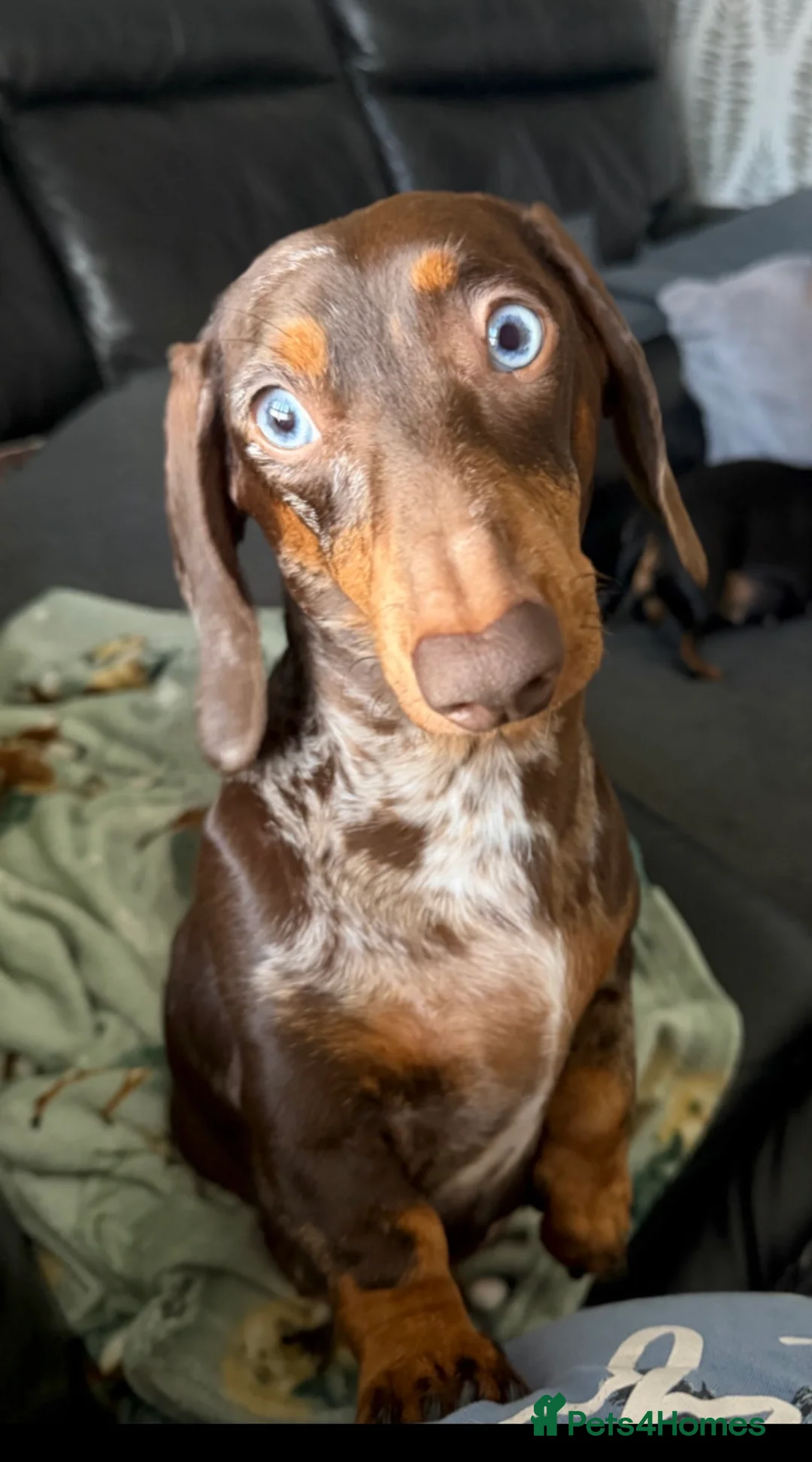 Miniature Dachshund dogs for sale: Miniature dachshund  - Advert 2