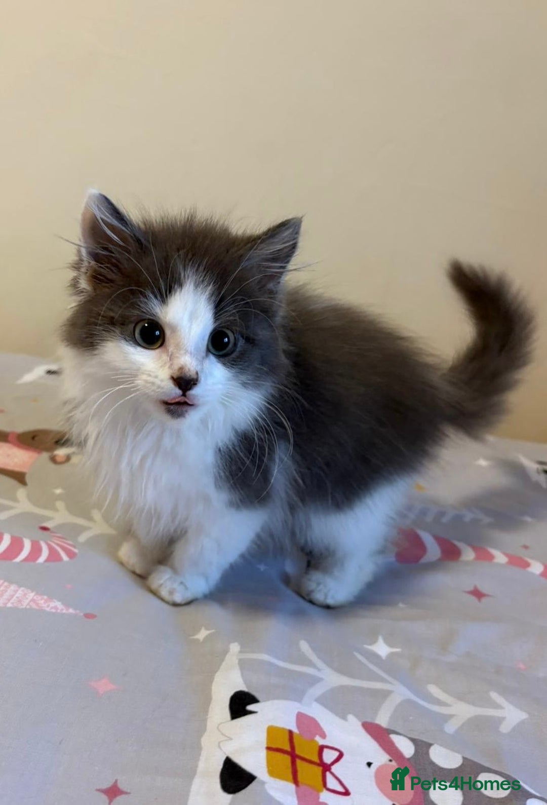 Ragdoll cats for sale: Ragdoll cross British Shorthair Kitten - Advert 10