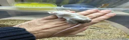 Mouse rodents for sale: Female Mice Looking for New Homes in Telford - Advert 8