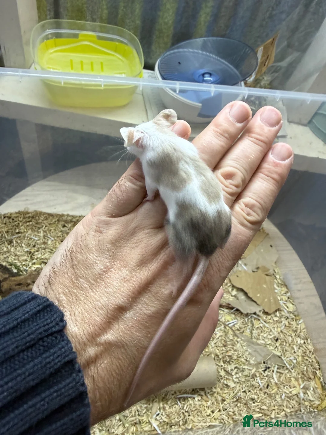 Mouse rodents for sale: Female Mice Looking for New Homes in Telford - Advert 8