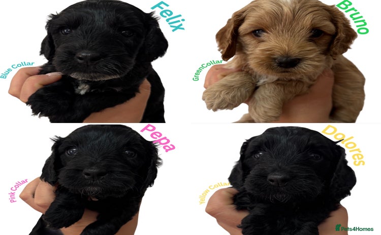 Cockapoo dogs - Advert 3