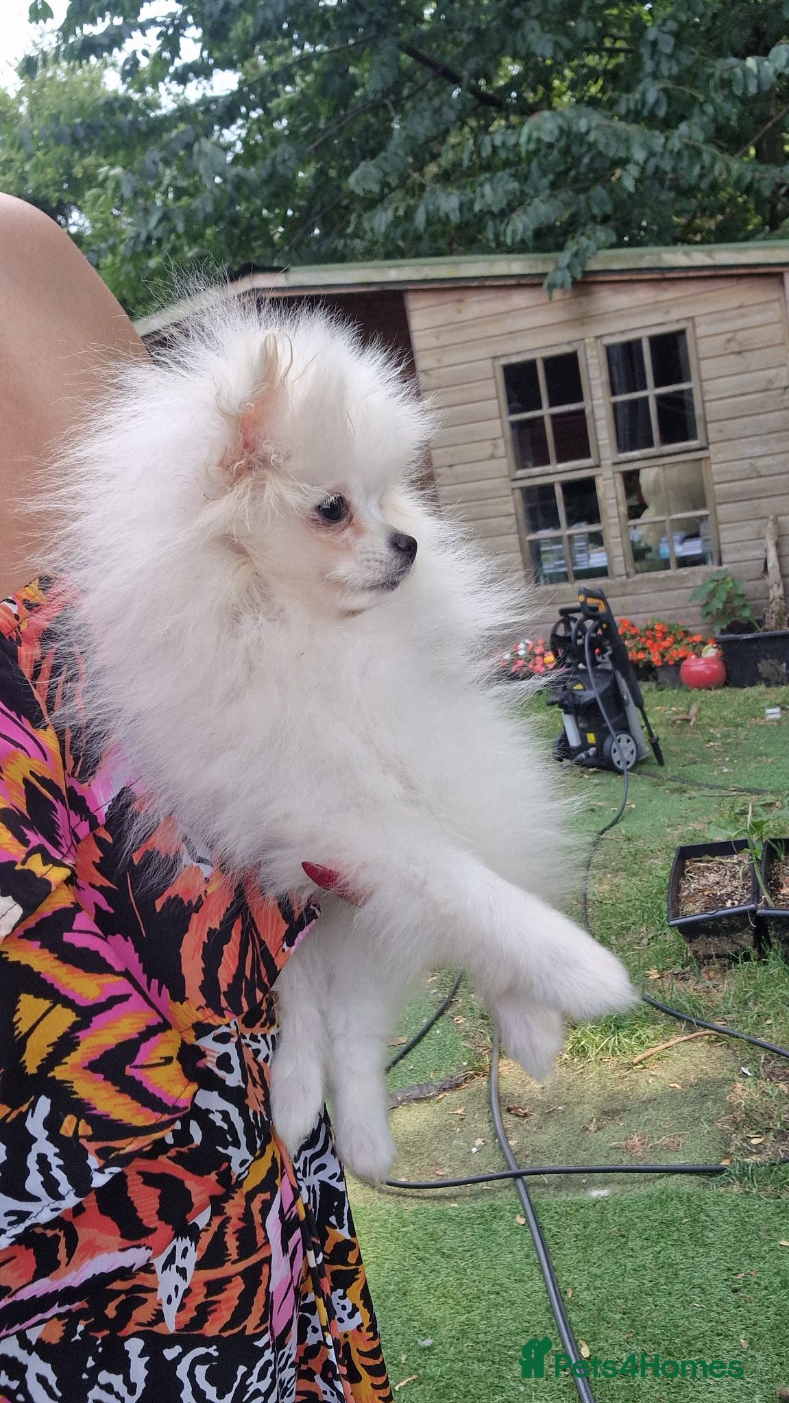 Pomeranian dogs Amazing  XSmall Pomeranian Girl ** White colour - Advert 2