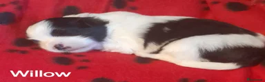 Lhasa Apso 4