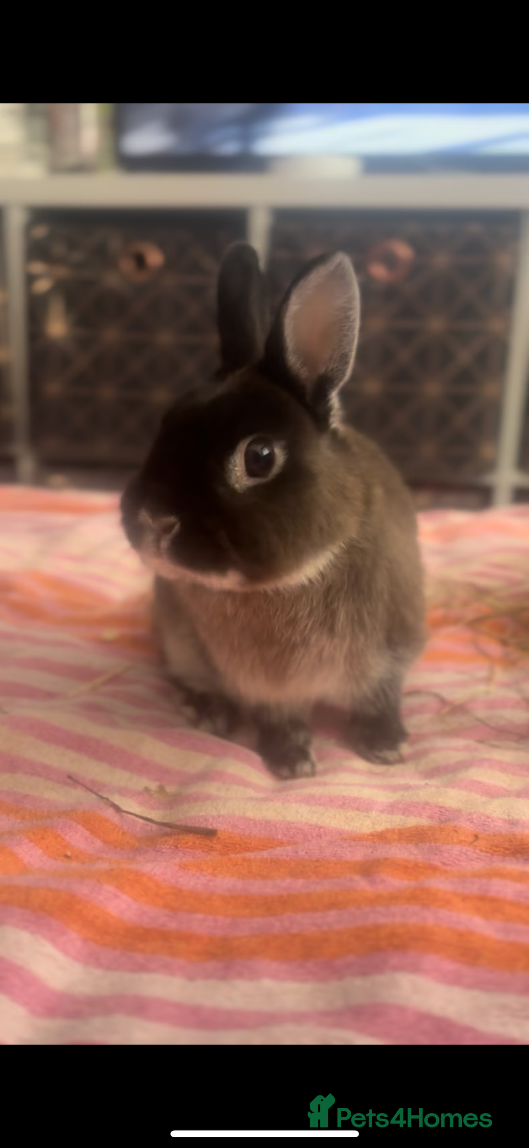 Netherland Dwarf rabbits for sale: Netherlands dwarf bunnies ❤️ - Image 2