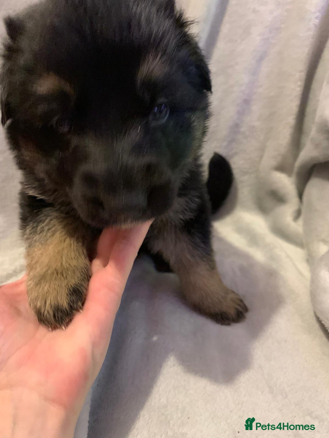 German Shepherd dogs for sale: German Shepherd puppies - Advert 3