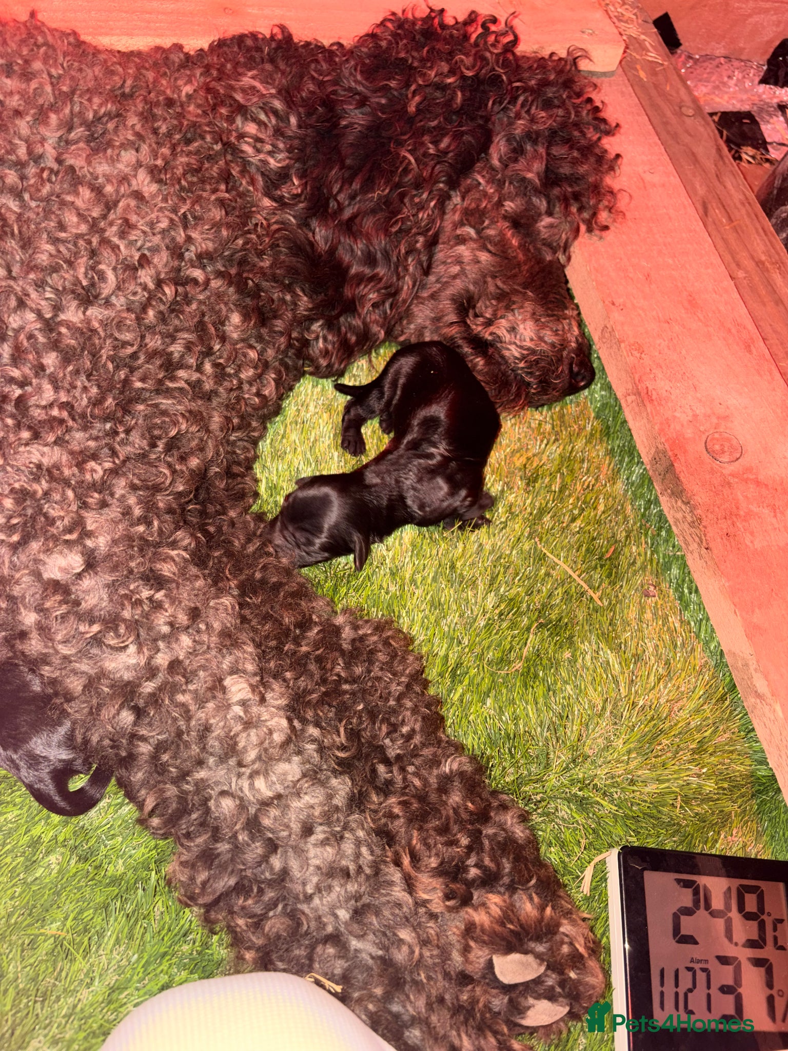 Cockapoo dogs Stunning F1 Cockapoo Puppies - Advert 16
