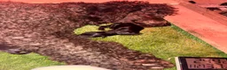 Cockapoo dogs for sale: Stunning F1 Cockapoo Puppies - Advert 1