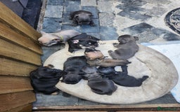 French Bulldog dogs for sale: French bulldog pups  - Image 14
