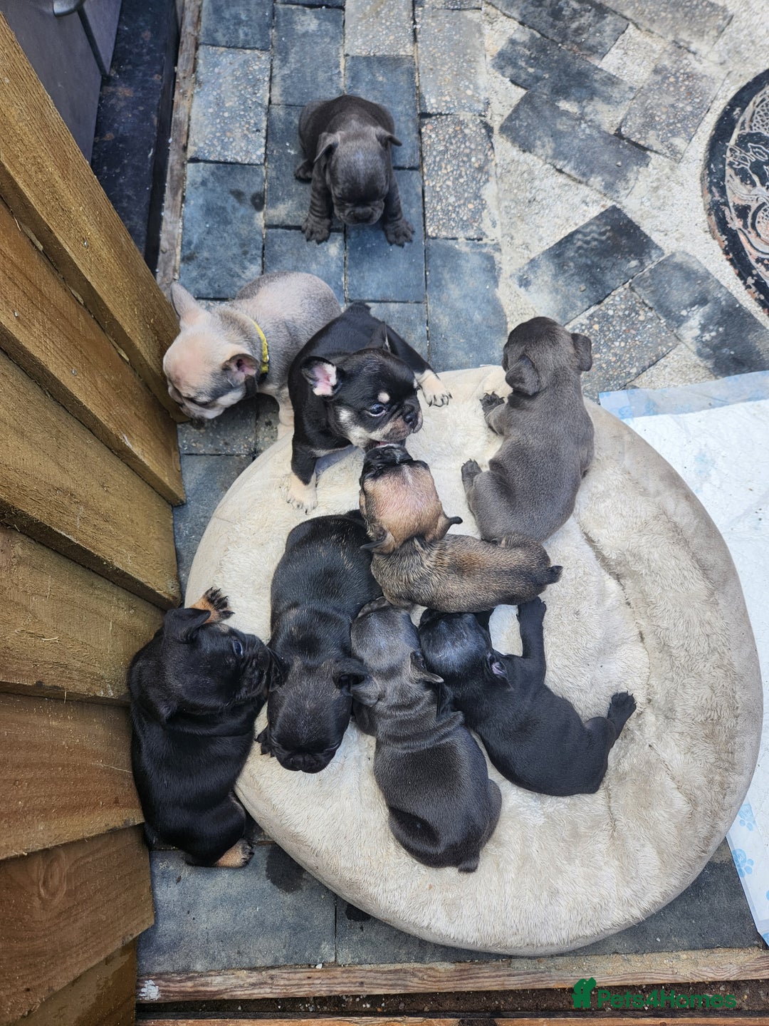 French Bulldog dogs for sale: French bulldog pups  - Image 14