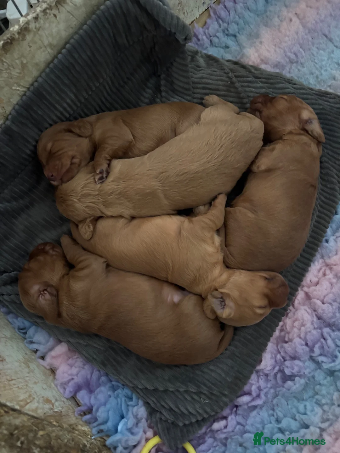 Cocker Spaniel dogs for sale: Working cocker spaniel puppies  - Advert 2