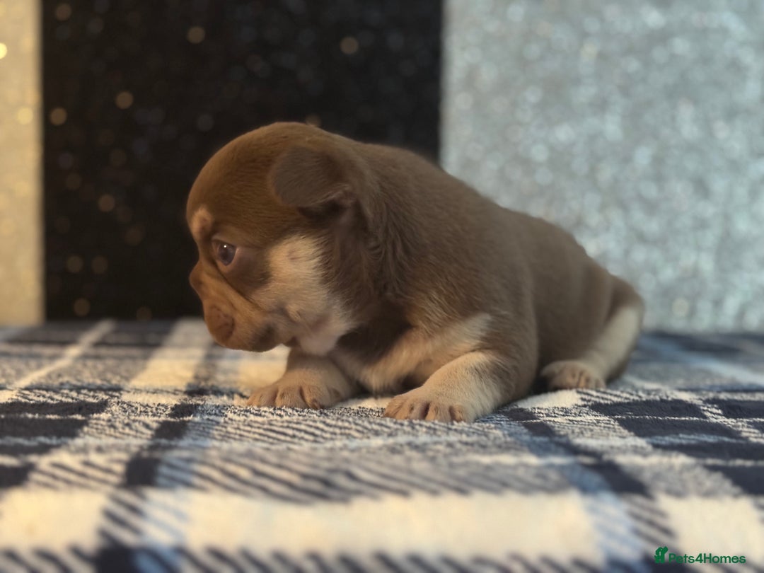 French Bulldog dogs for sale: Beautiful litter of 4 - Image 7