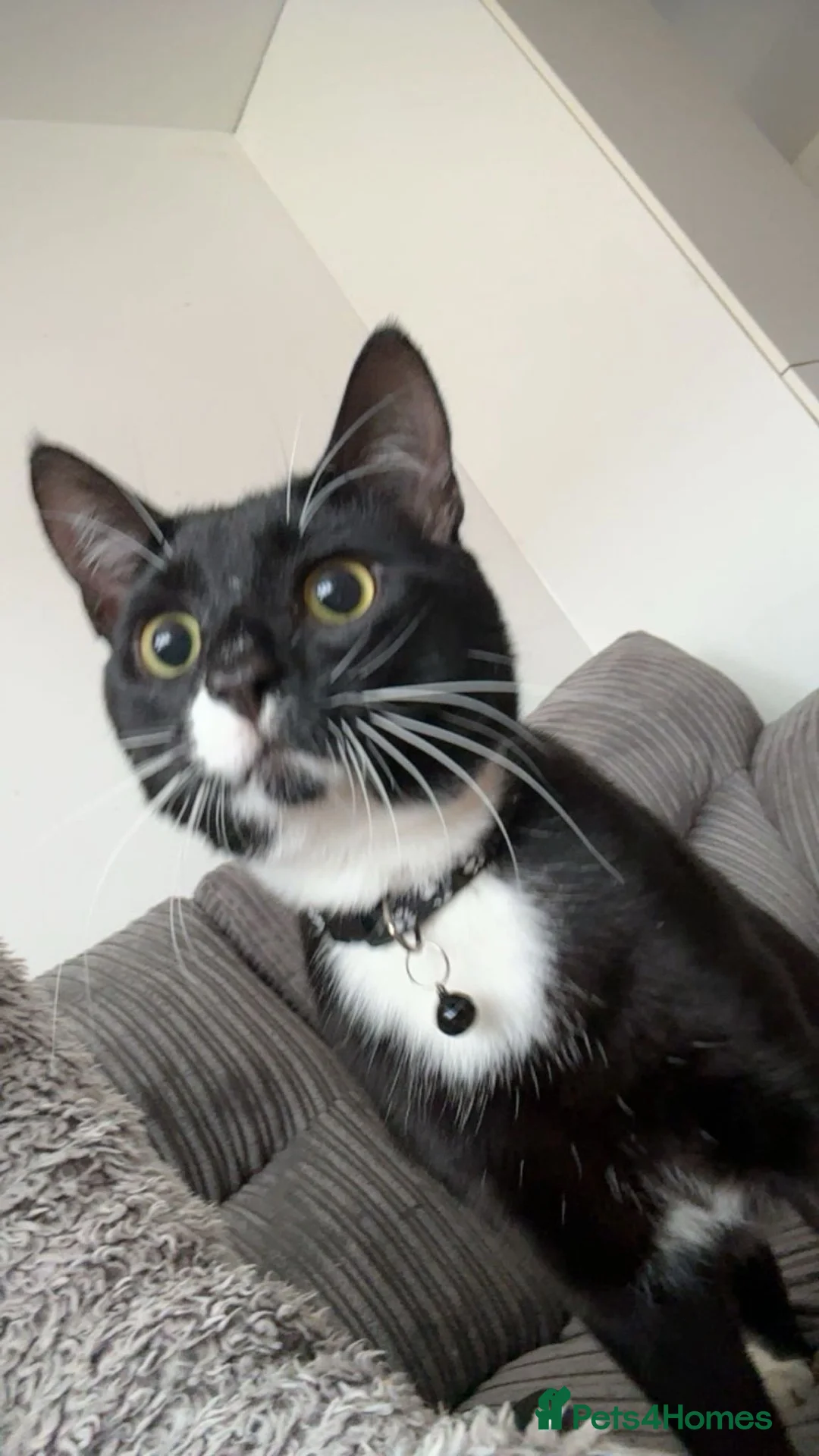 Mixed Breed cats for sale: Tuxedo boy cats Rjayy & Tinyy in Dunmow - Advert 2