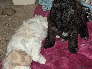 Cockapoo dogs F1b cockapoo - Advert 3