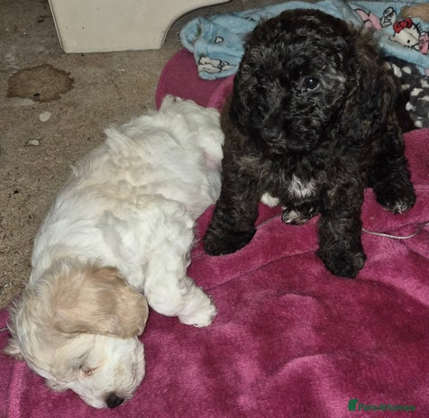 Cockapoo dogs - Advert 13