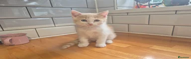 Mixed Breed 1