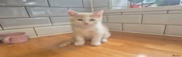 Mixed Breed cats for sale: British Shorthair / Mixed Breed - Advert 9