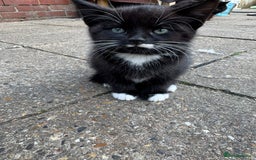 British Shorthair cats for sale: Cats for sale - Image 14