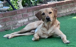 Labrador Retriever dogs for stud: PROVEN, KC REG,HEALTH TESTED LABRADOR FOR STUD in Havant - Image 30
