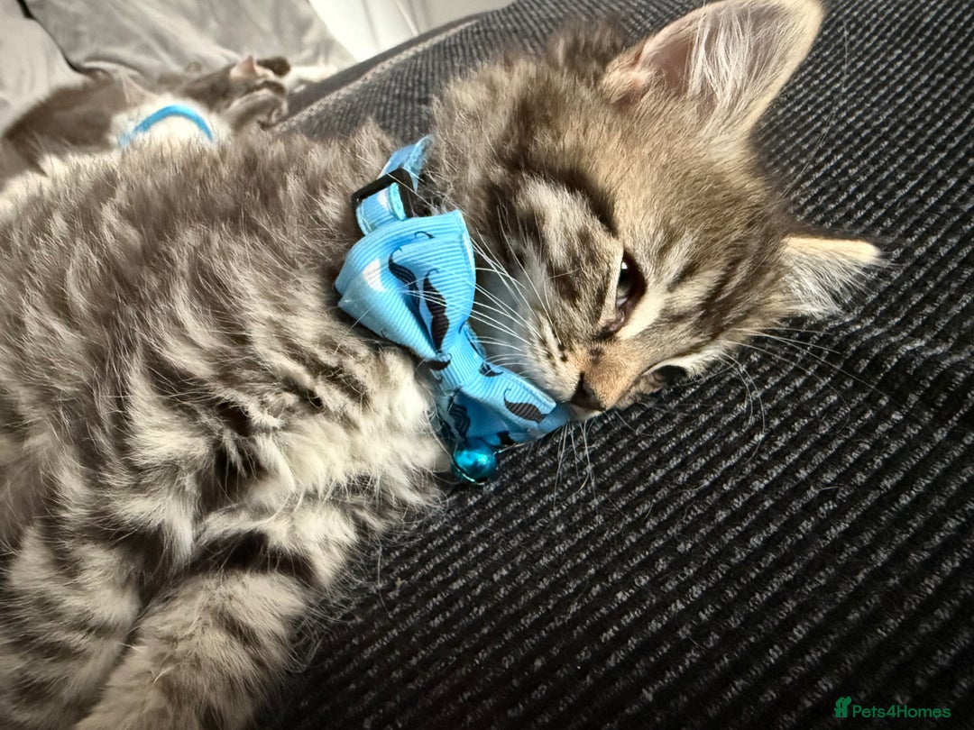 British Shorthair cats for sale: Beautiful BSH 2 male 1 female  - Image 19