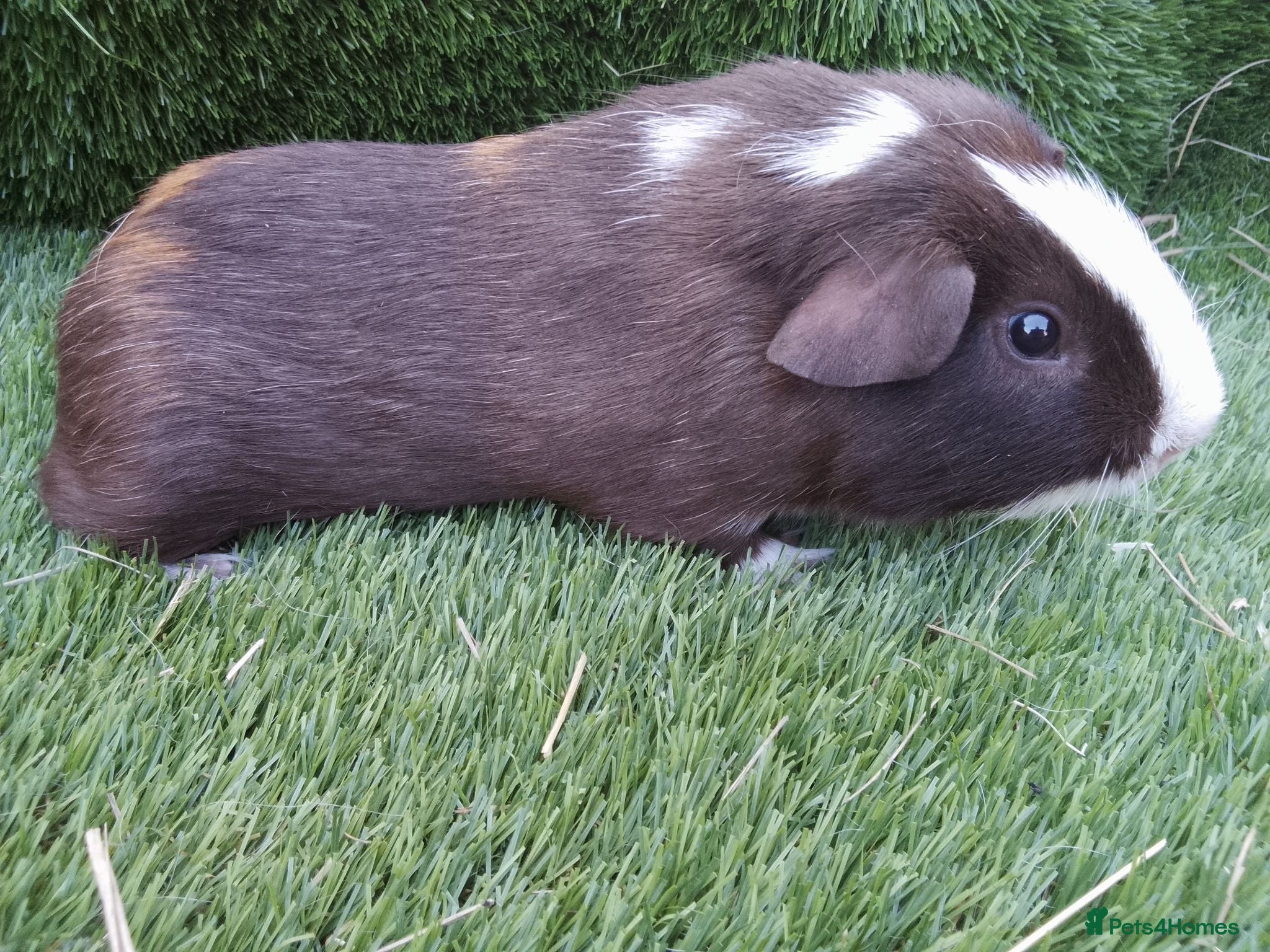 Guinea Pig rodents Tri guinea pig Boy and other boys  - Advert 2