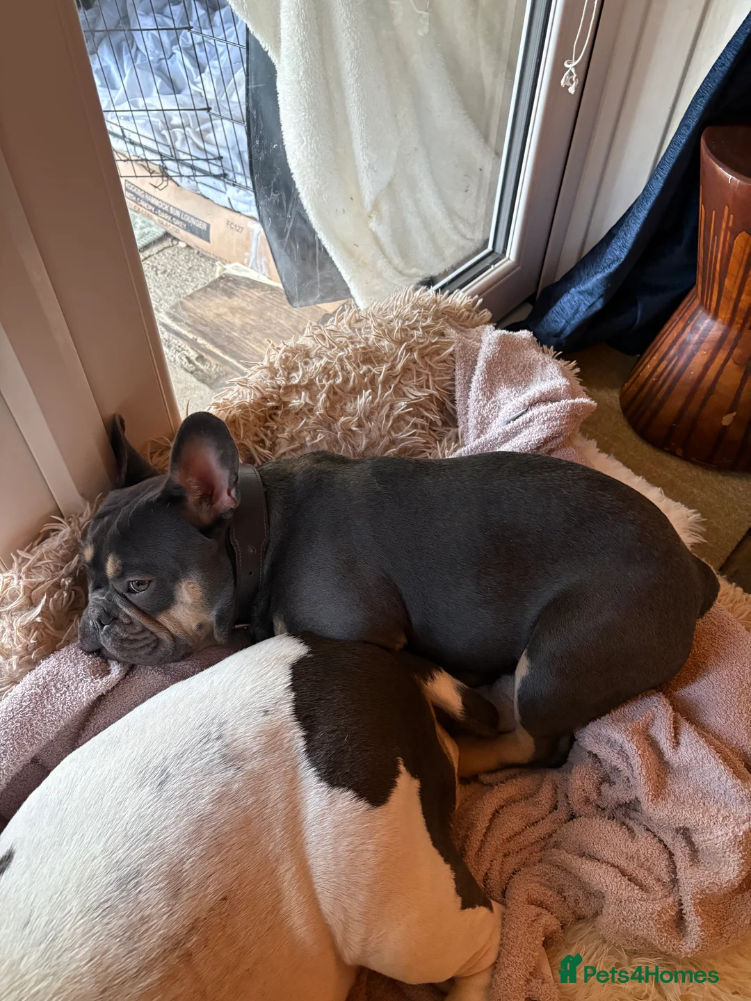 French Bulldog dogs for sale: French bulldog lilac tan 10 months old - Advert 3