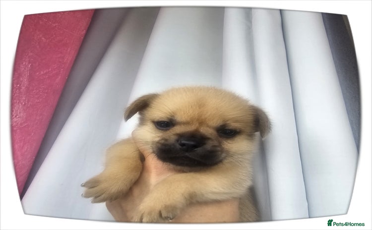 French Bulldog dogs - Advert 4