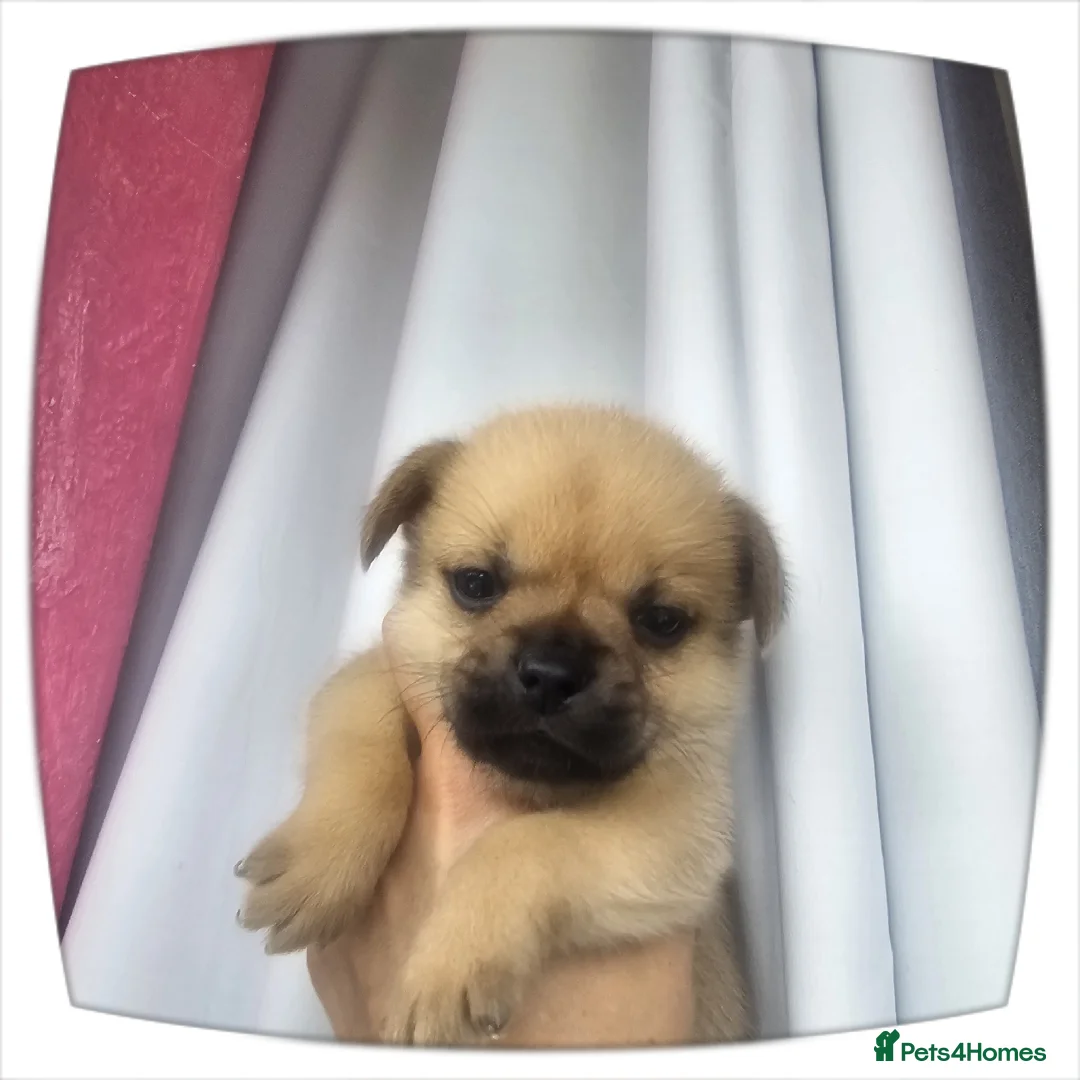 French Bulldog dogs for sale: ❤️⭐️ ONE Frenchie Pom GIRL LEFT ❤️⭐️ - Advert 23