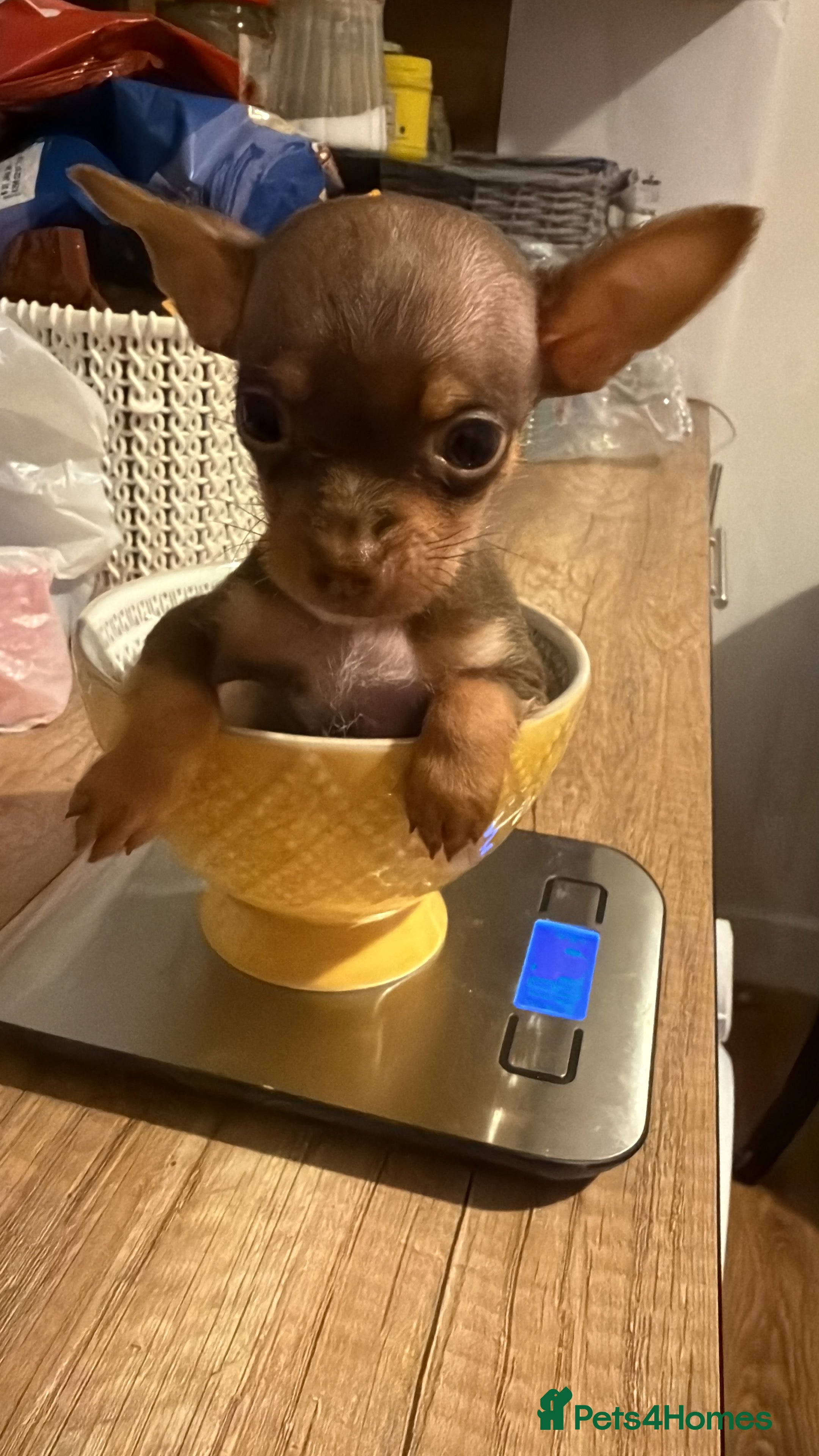 Chihuahua dogs 🤎Adorable  Chocolate Chi Boy ready to go 🤎 - Advert 15