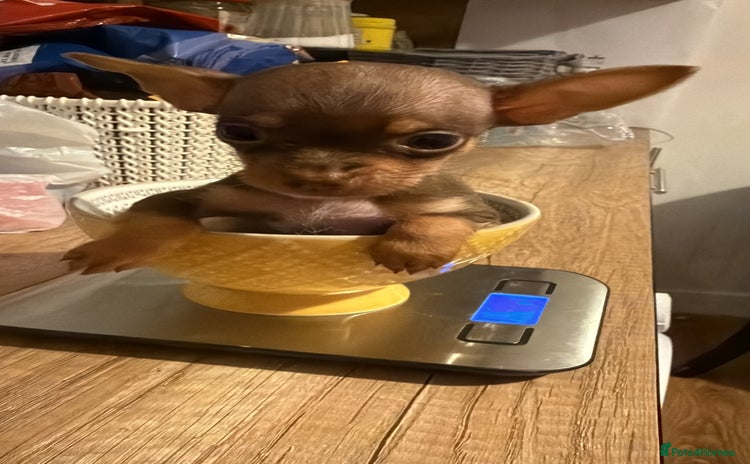 Chihuahua dogs ❣️❣️❣️Adorable Ci looking for forever home ❣️❣️ - Advert 10