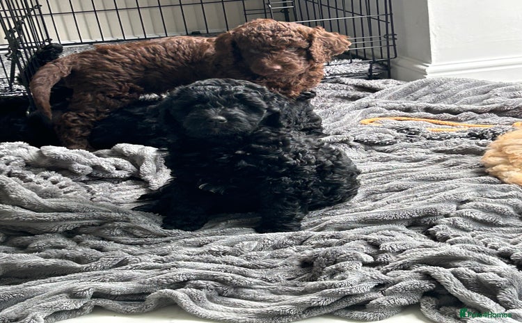 Labradoodle dogs - Advert 8