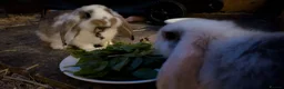 Mini Lop rabbits for sale: 2 Adorable mini lop baby bunnys in Trowbridge - Advert 3
