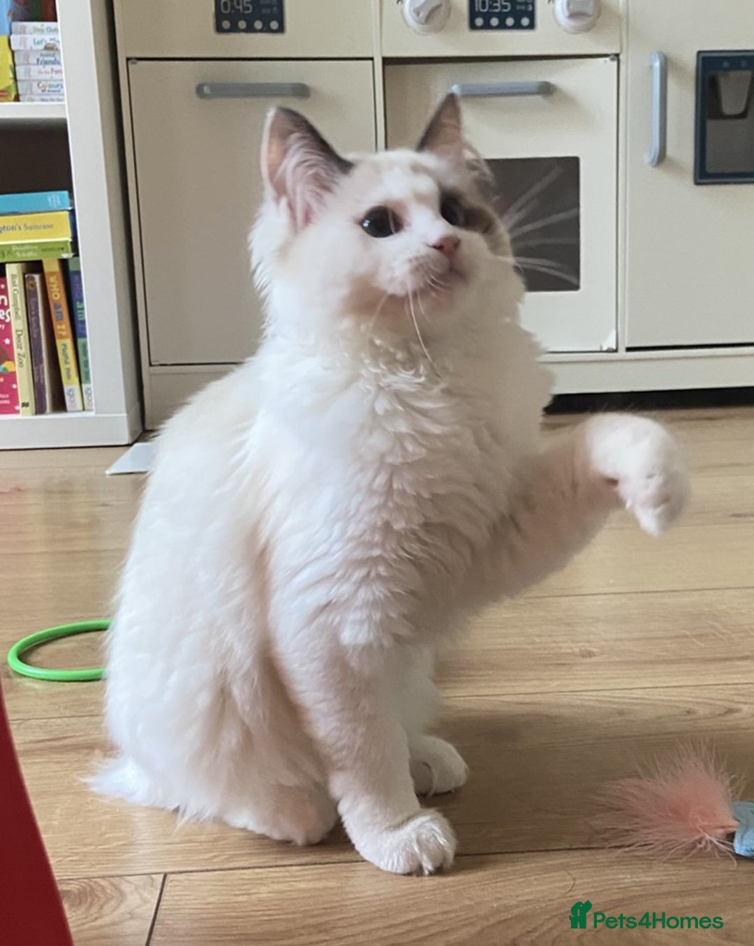 Ragdoll cats for sale: Female Ragdoll For Sale - Advert 1