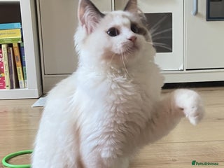 Ragdoll cats Female Ragdoll For Sale - Advert 1