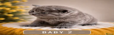 British Shorthair 2