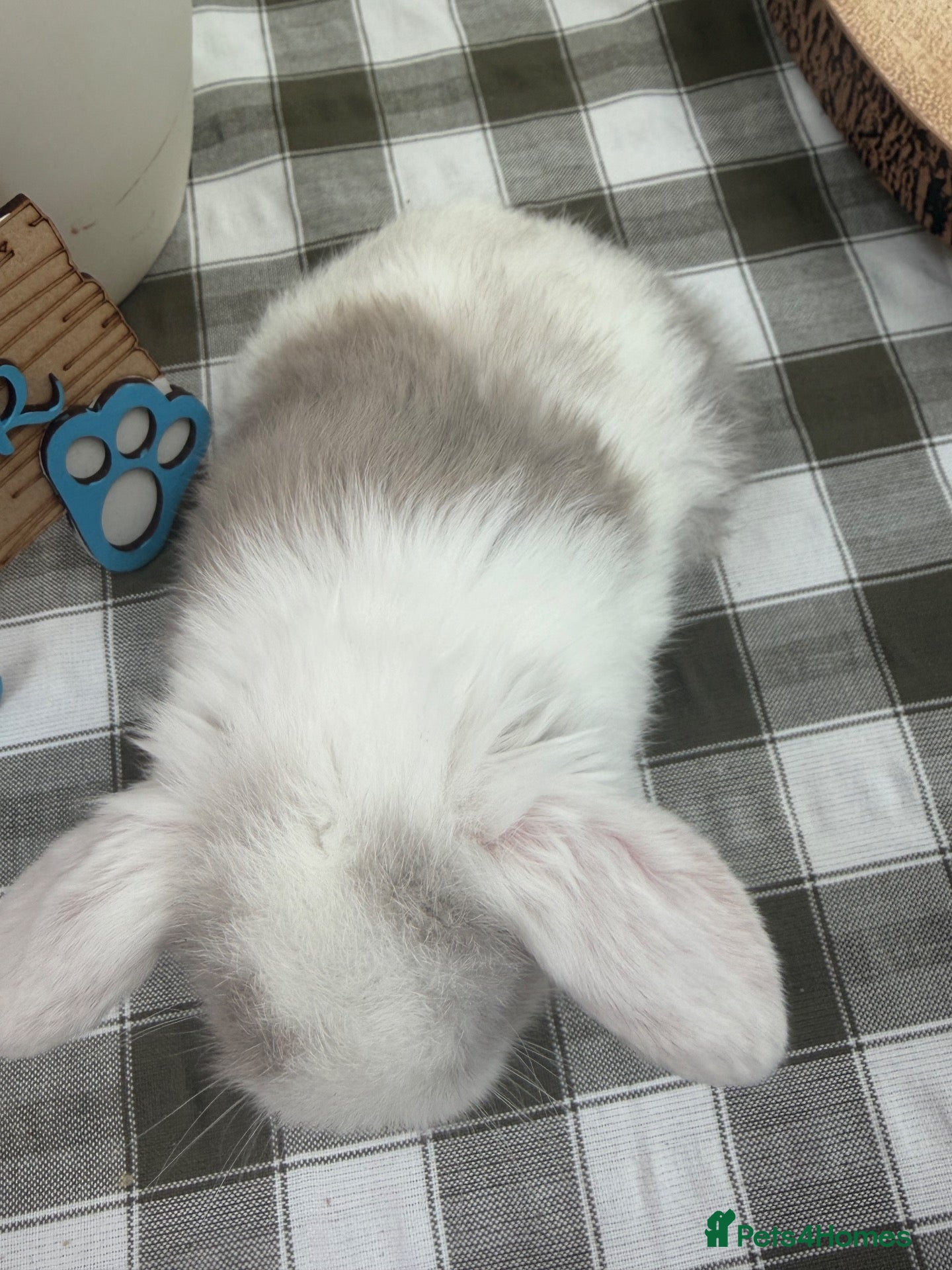 Mini Lop rabbits Gorgeous Mini Lops ready 25th October - Advert 2