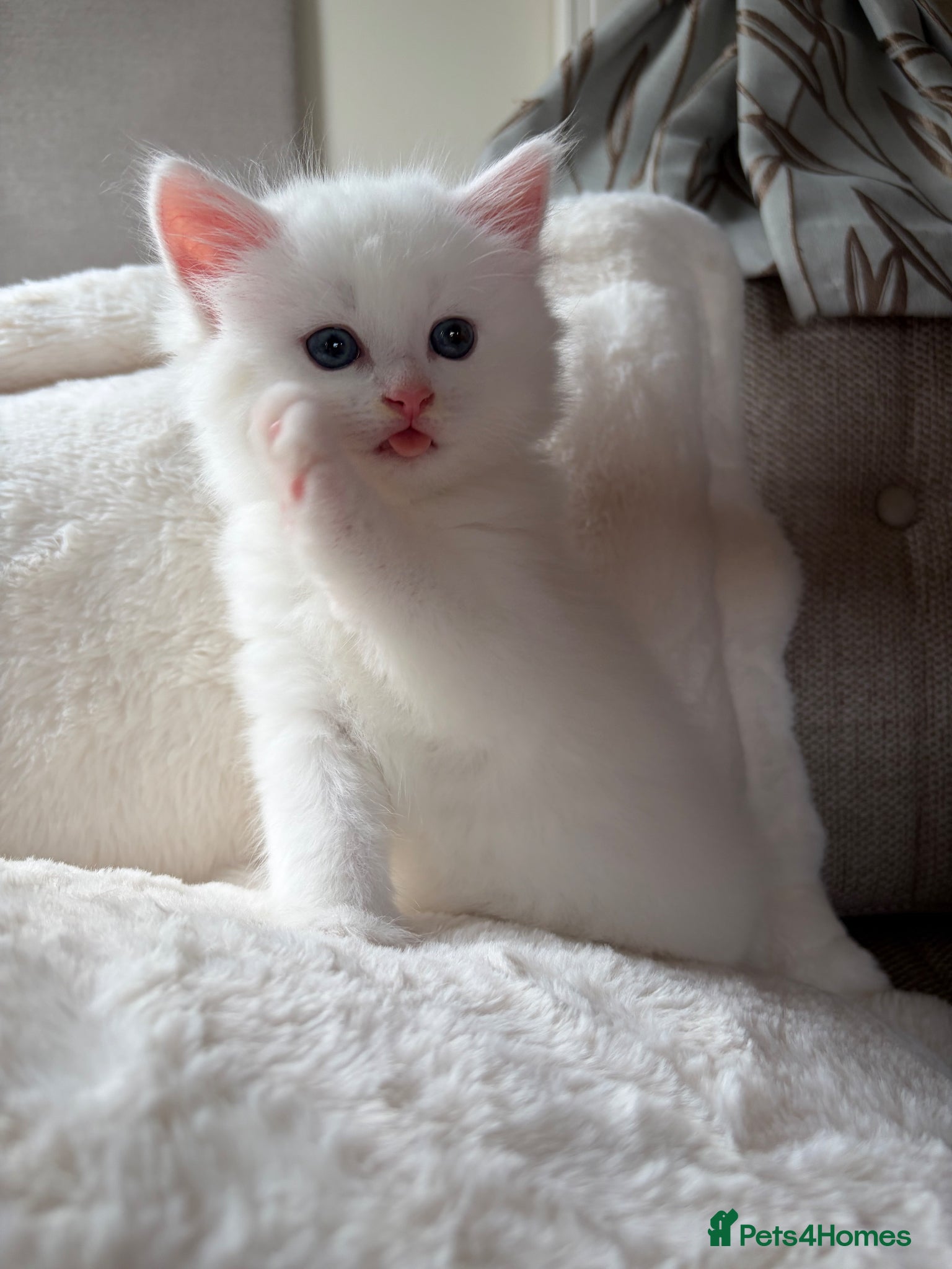 Mixed Breed cats 3 beautiful kittens for sale - Advert 2