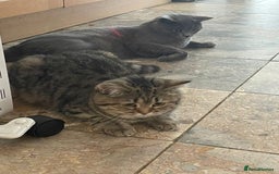British Shorthair cats for sale: Coco and Layla  - Image 3