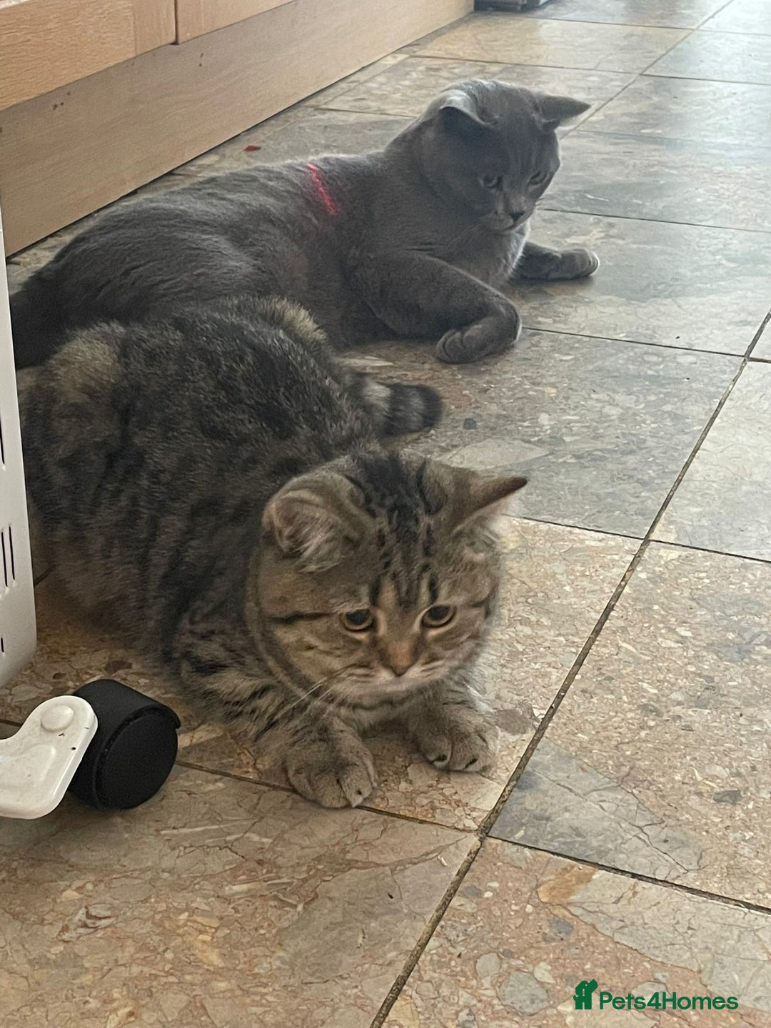 British Shorthair cats for sale: Coco and Layla  - Image 3