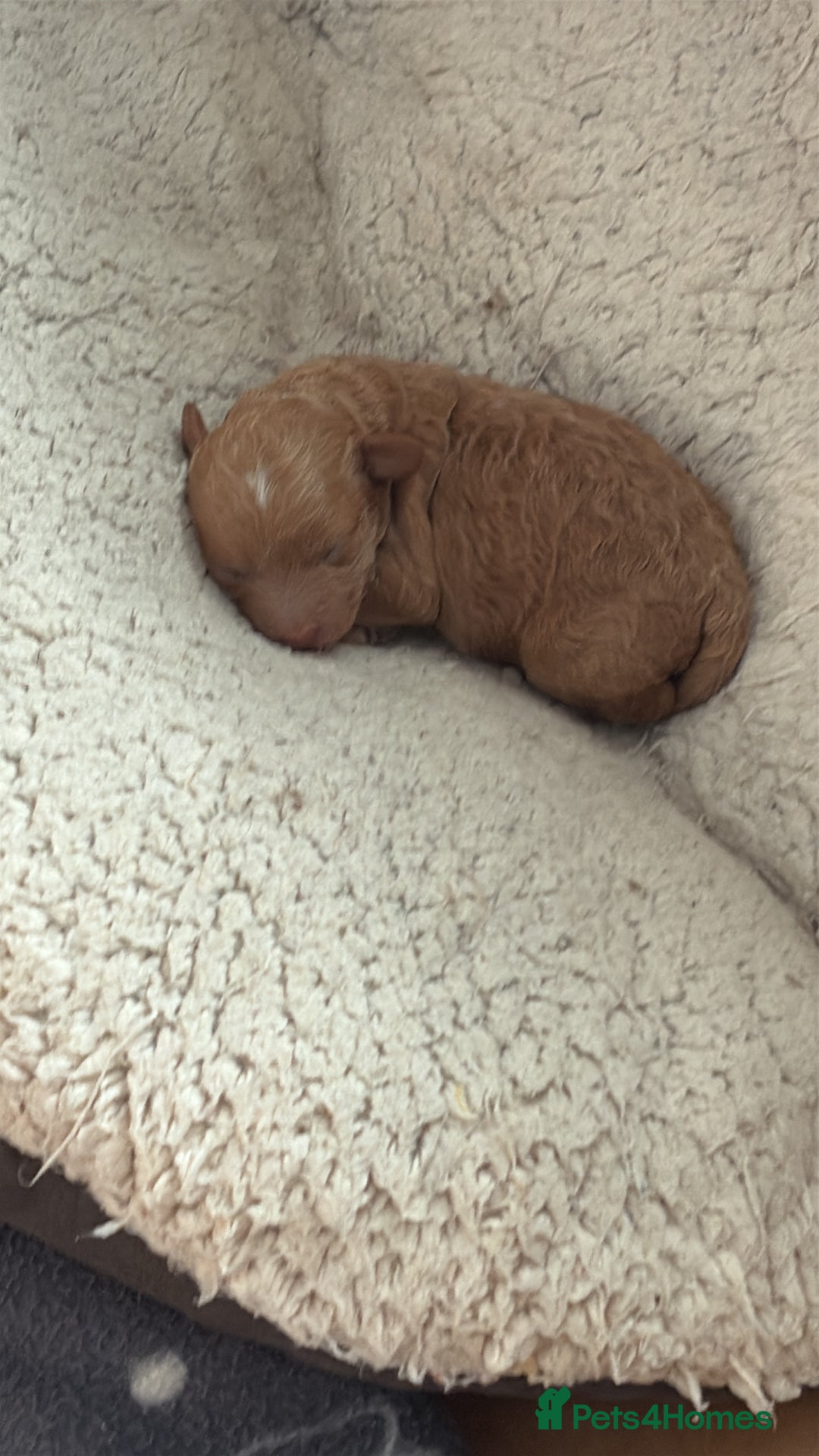 Cockapoo dogs for sale: Cockerpoo puppies for sale  - Advert 21