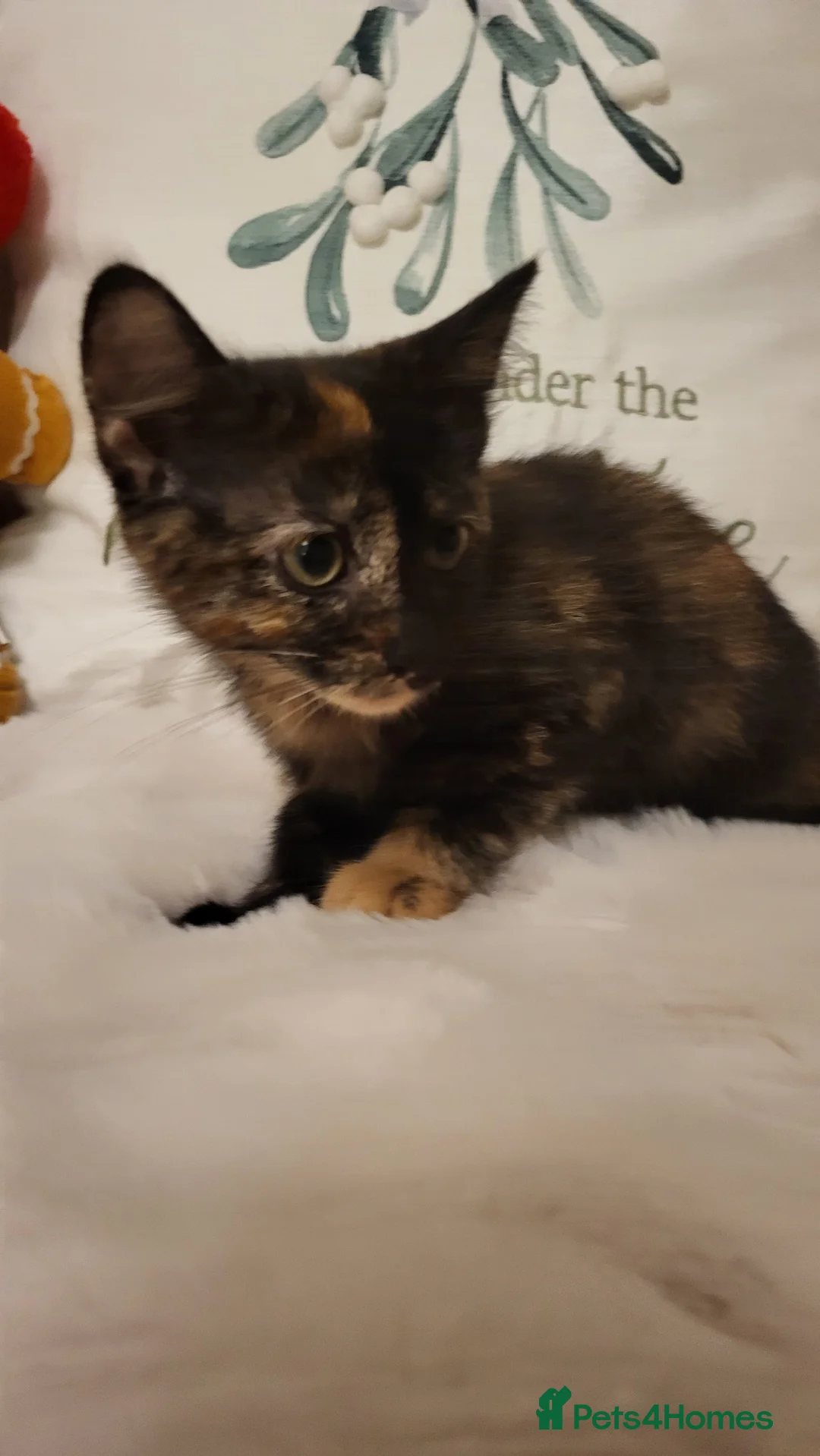 Mixed Breed cats for sale: Kittens READY NOW - Advert 5